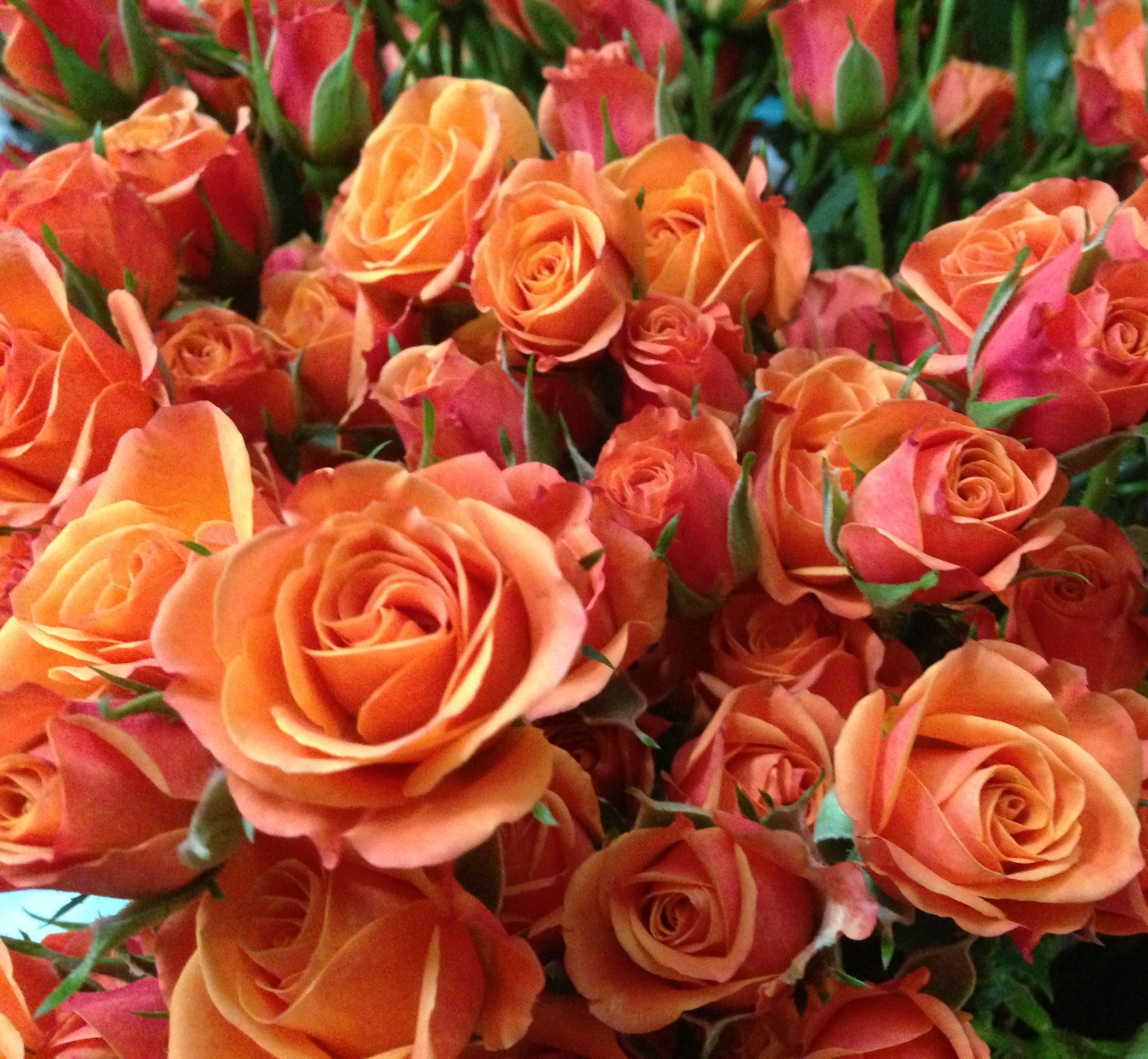 Peach/orange Flowers elegantflowers