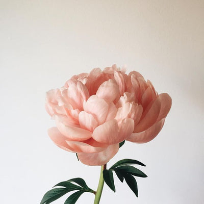 Peony Flowers