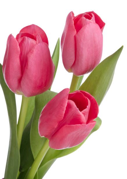 Tulip Flowers