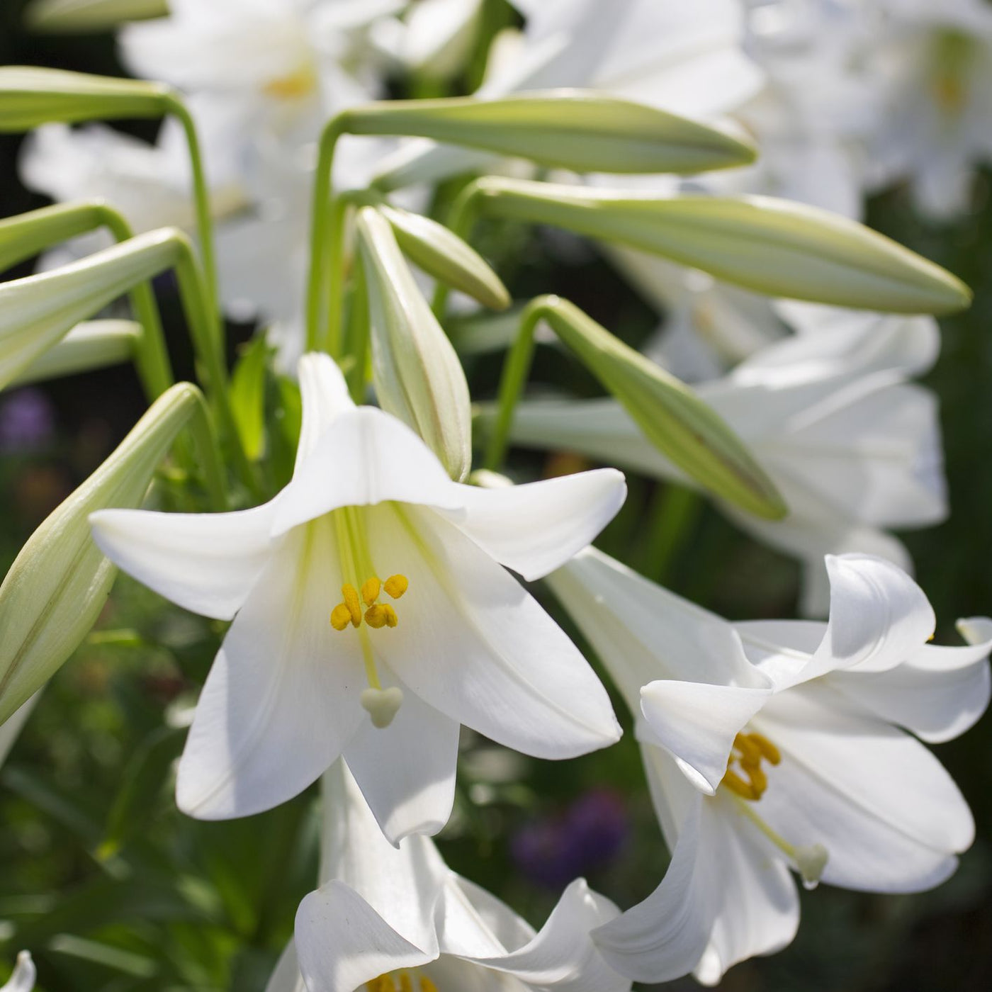 White Flowers