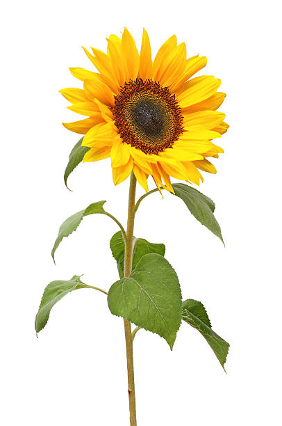 Sun Flowers