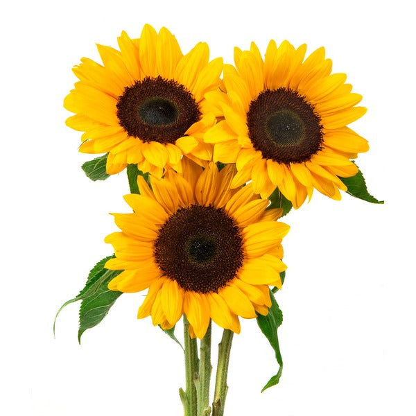 Sun Flowers