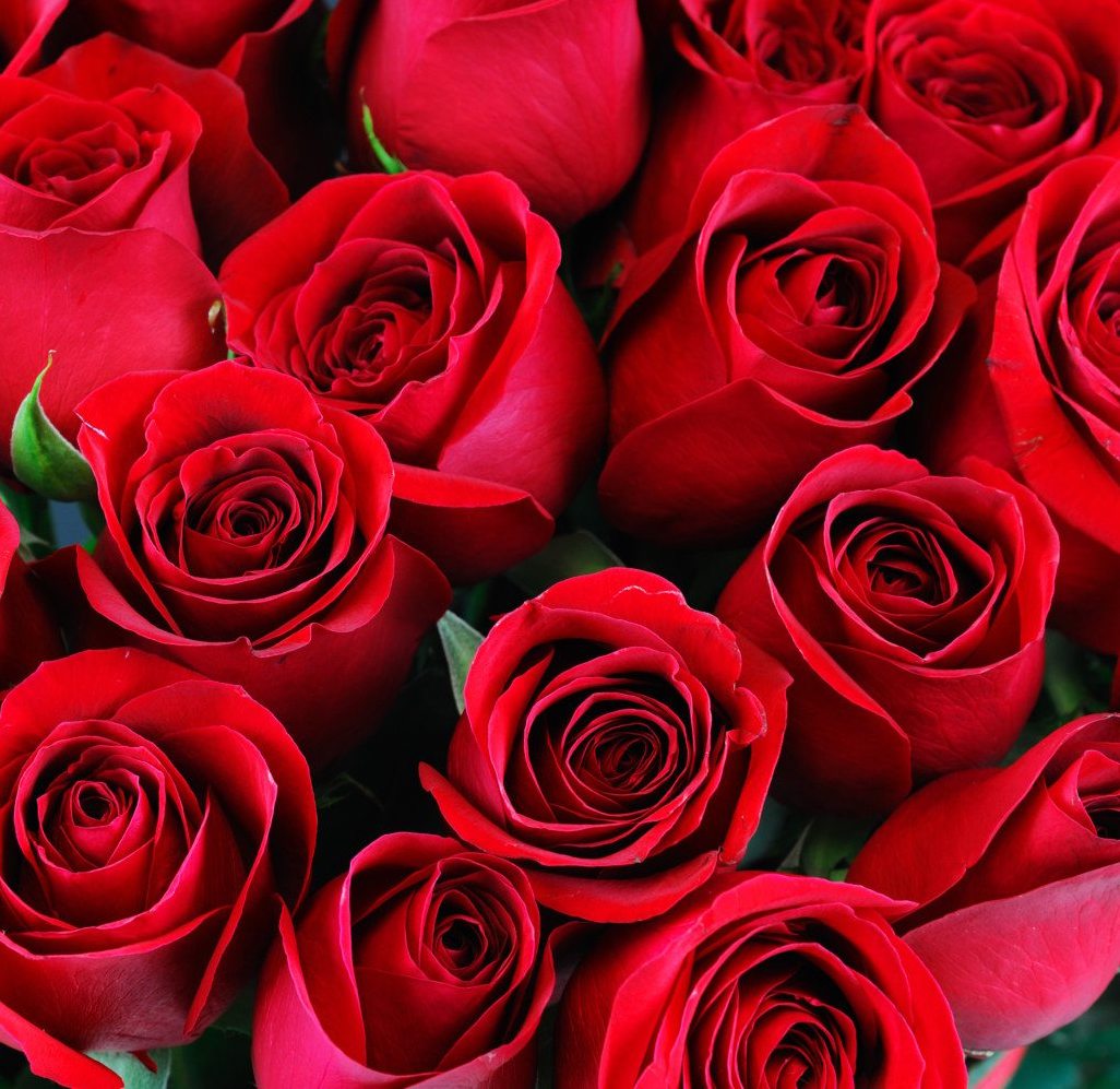 Red Flowers