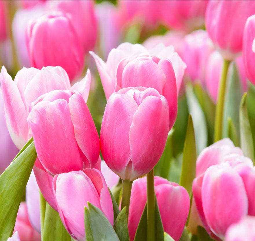 Pink Flowers