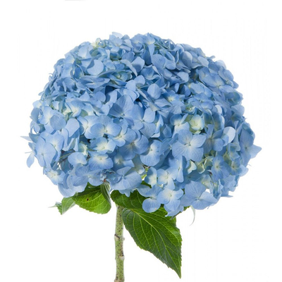 Hydrangea Flower