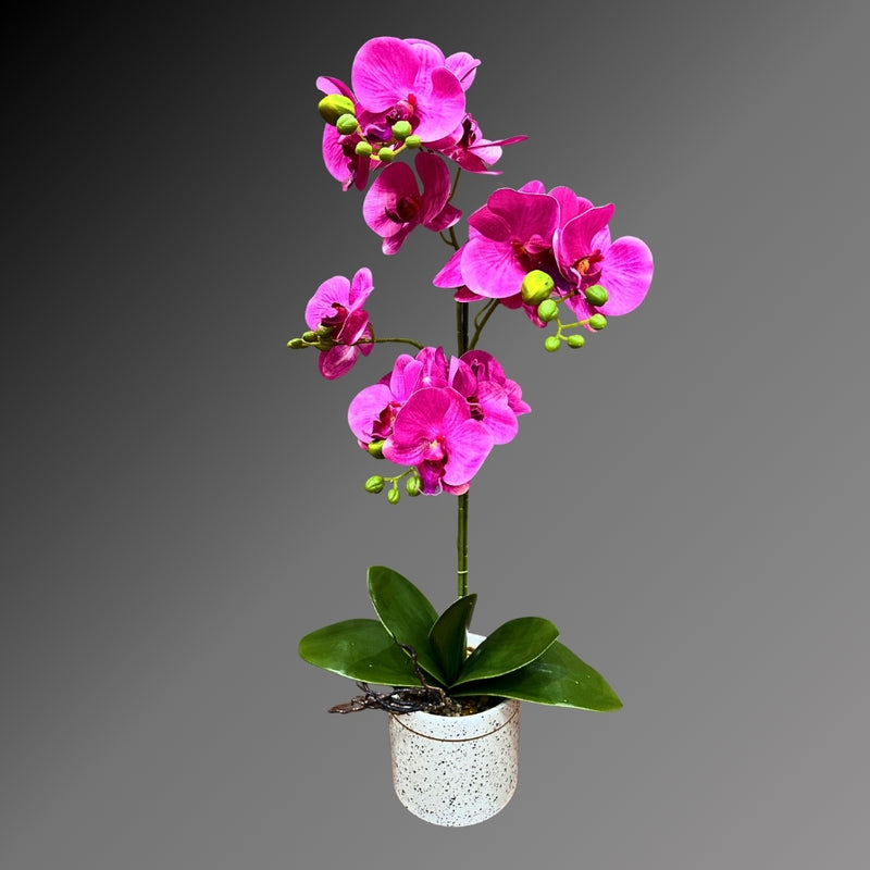 Pink ORCHID