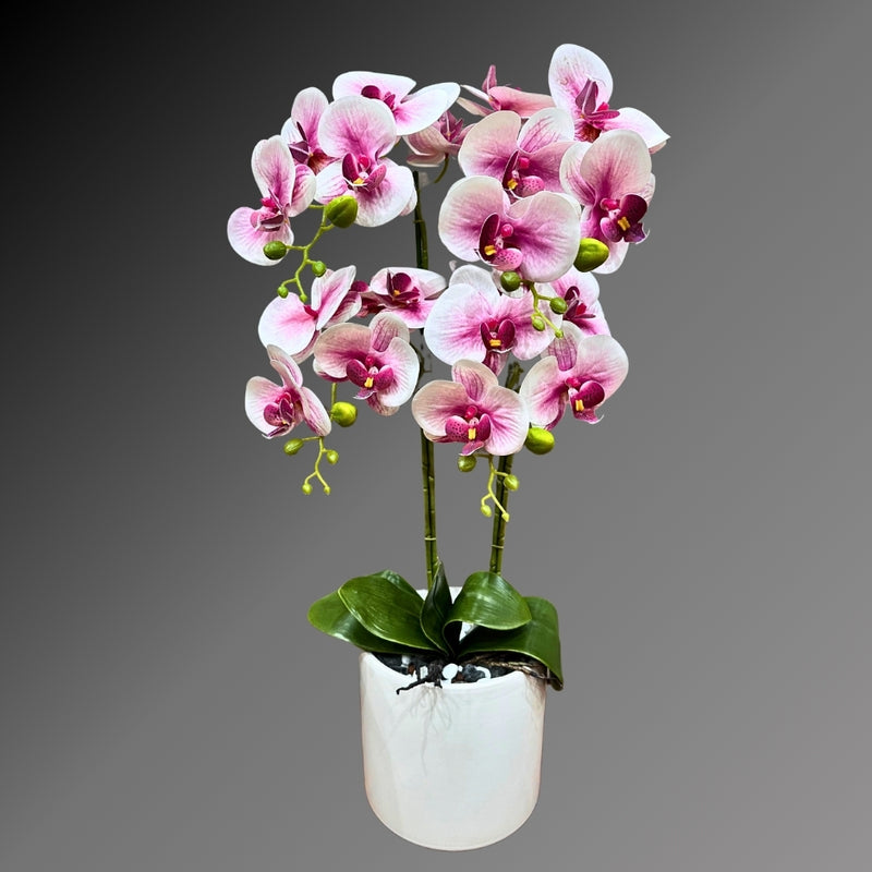 Light Pink ORCHID