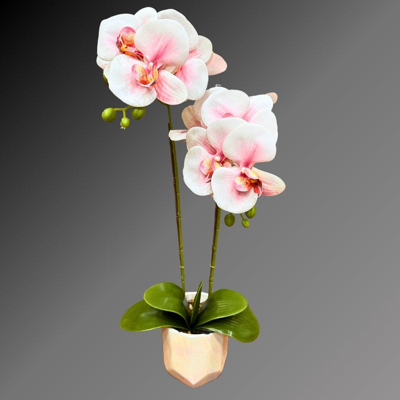 Light Pink ORCHID