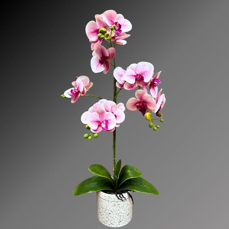 Light Pink ORCHID