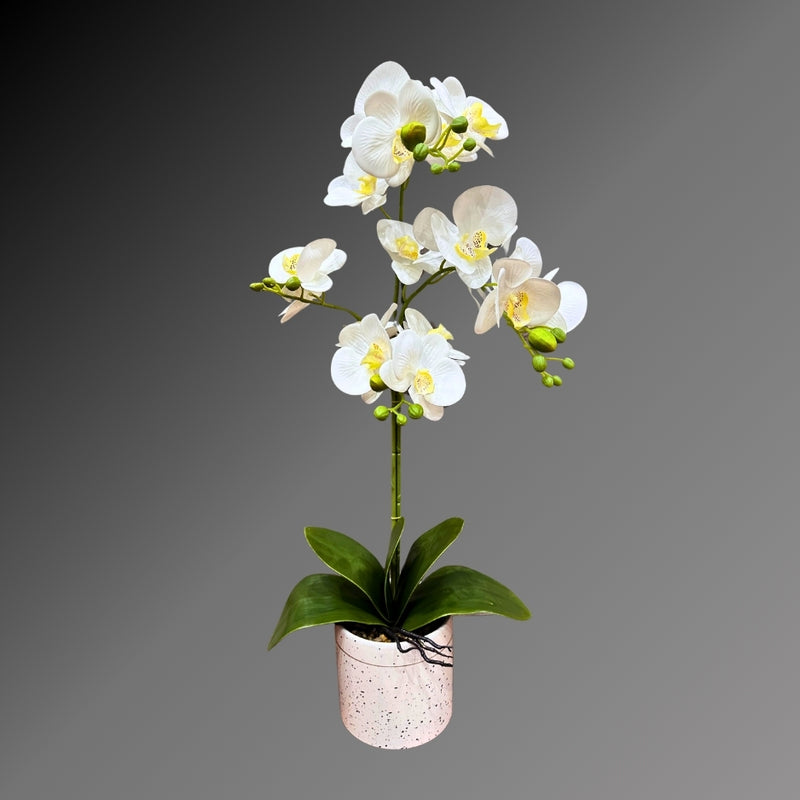 White ORCHID