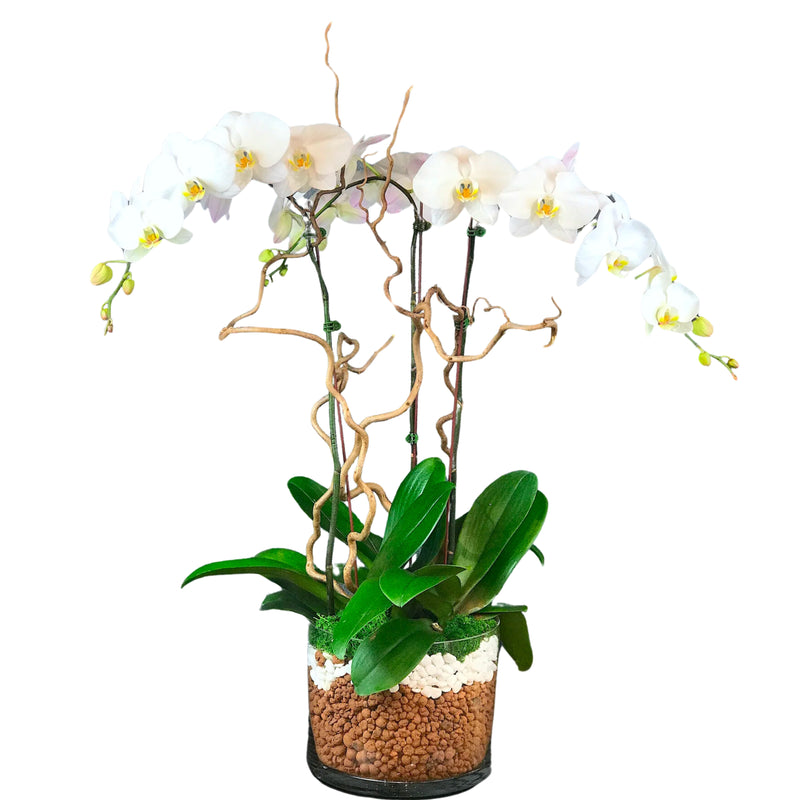 Three Stems of WHITE PHALAENOPSIS ORCHID