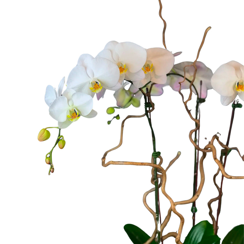 Three Stems of WHITE PHALAENOPSIS ORCHID