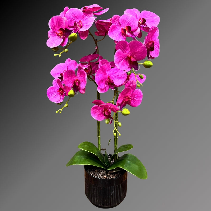 Pink ORCHID