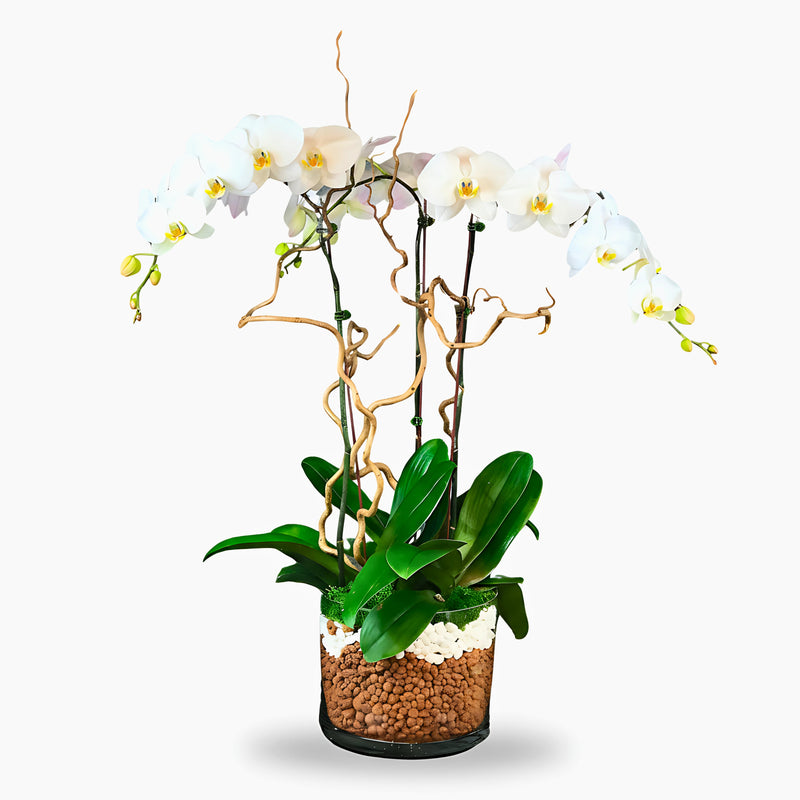 White Phalaenopsis Orchid Arrangement