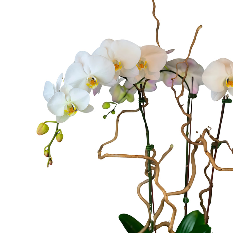 White Phalaenopsis Orchid Arrangement