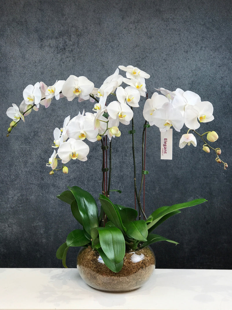 Four stems of White orchid flowers in rounded vase