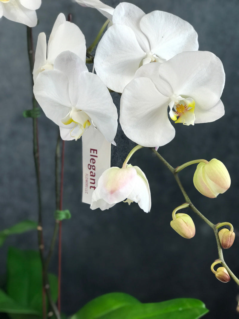 Four stems of White orchid flowers in rounded vase