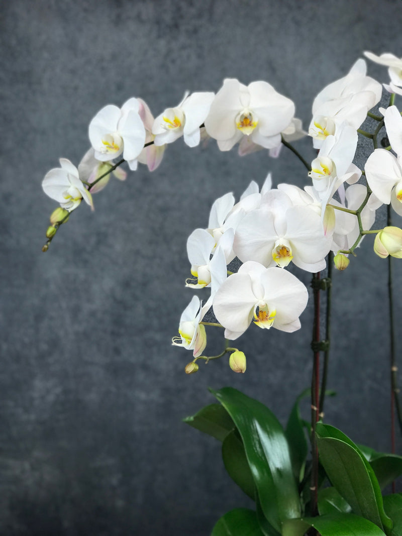 Four stems of White orchid flowers in rounded vase