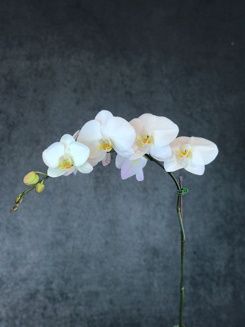 PHALAENOPSIS ORCHID WHITE in elegant vase