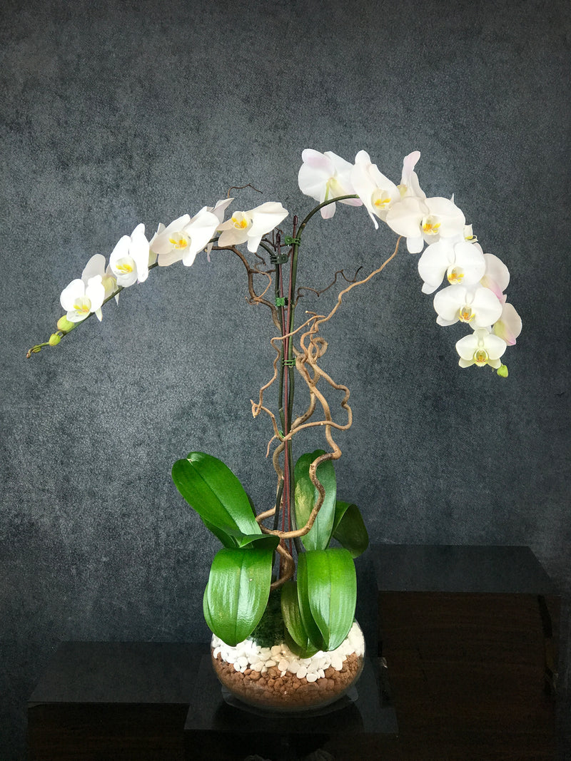 Two stems of PHALAENOPSIS ORCHID WHITE