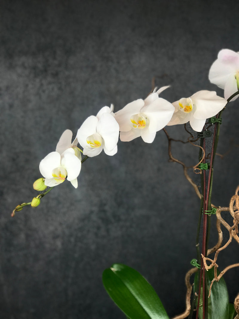 Two stems of PHALAENOPSIS ORCHID WHITE